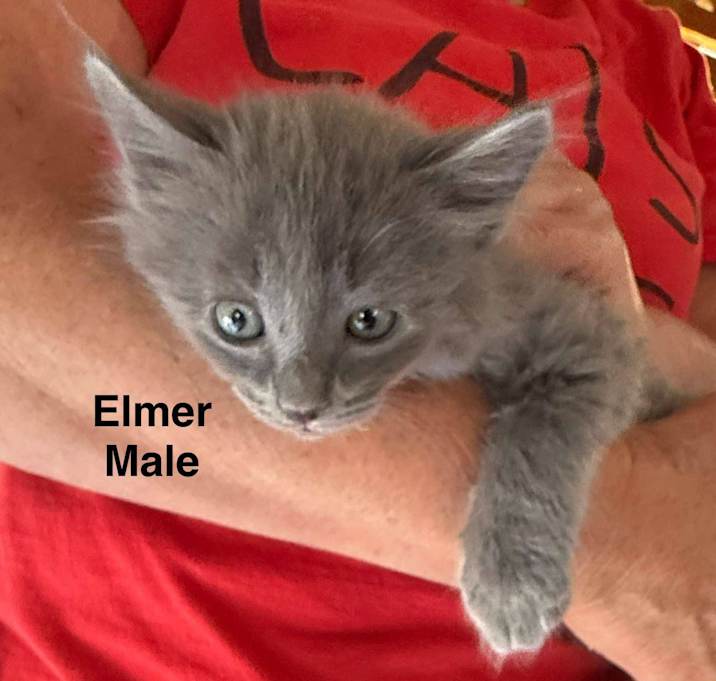 Photo of Elmer