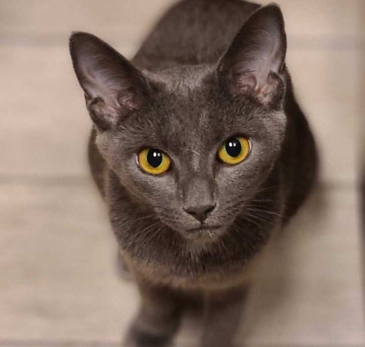 Photo of Mishka