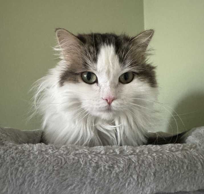 Photo of Lily