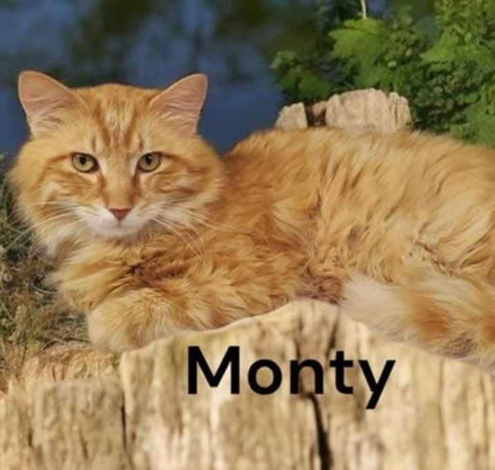 Photo of Monty