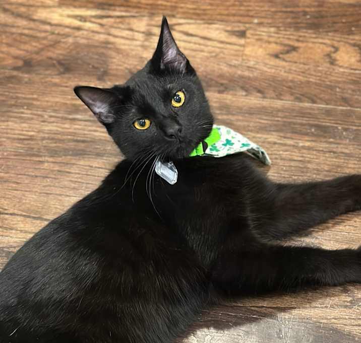 Photo of Meeskee