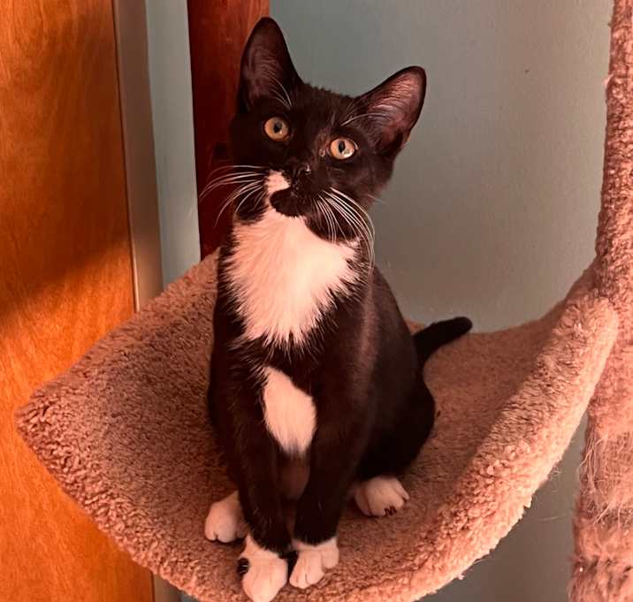 Photo of Oreo