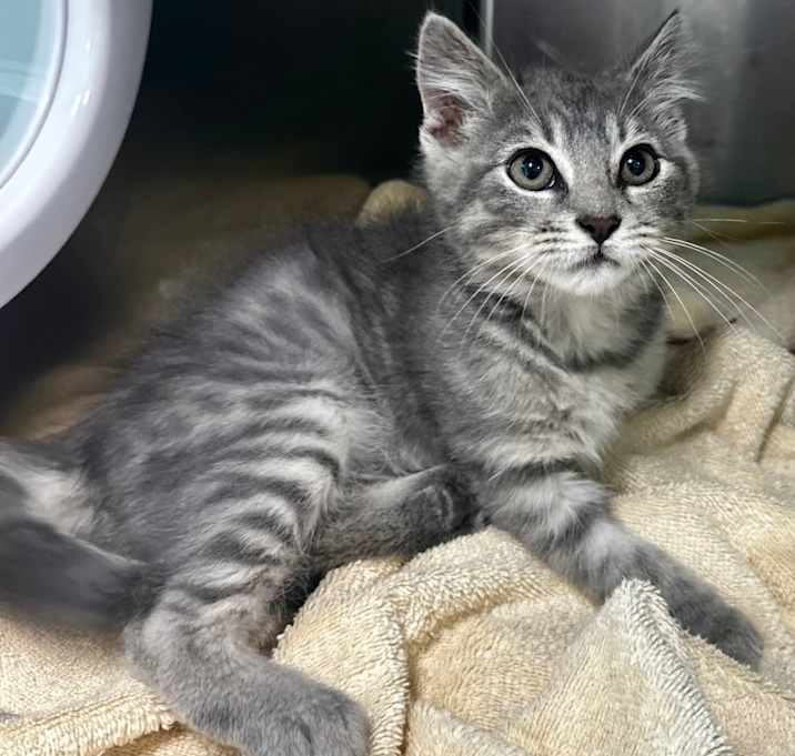 Photo of Goose