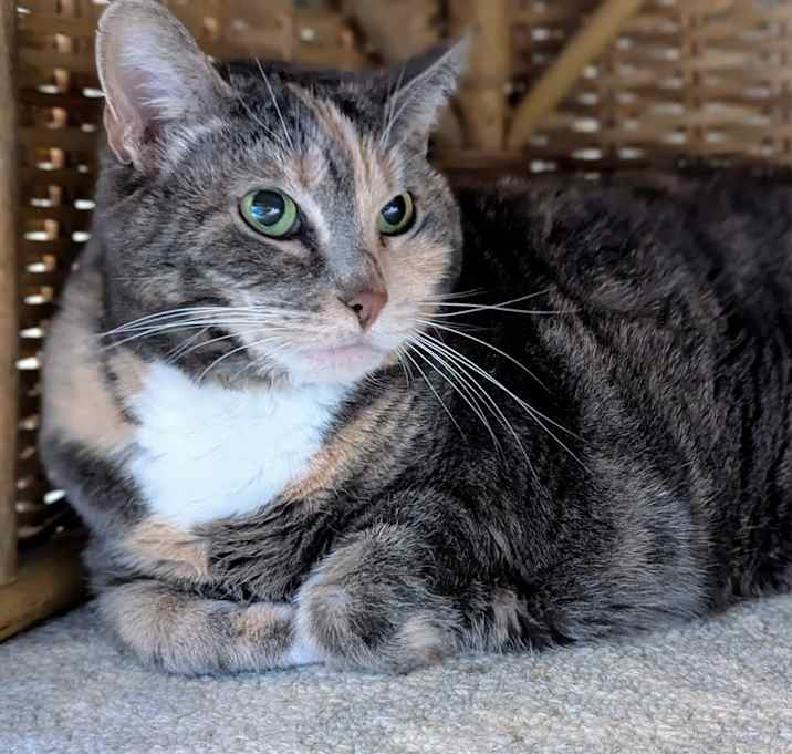 Photo of Katie (bonded with Max)