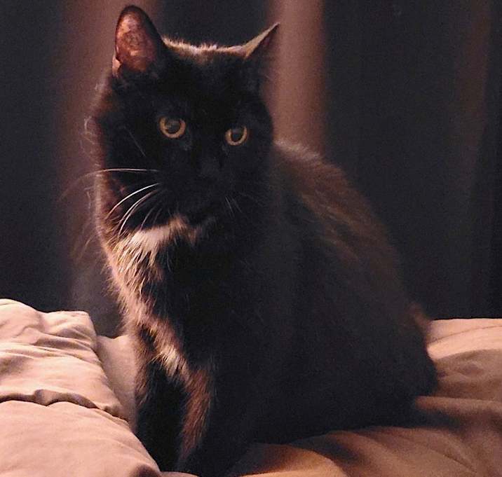 Photo of Nebula (25-046 C)