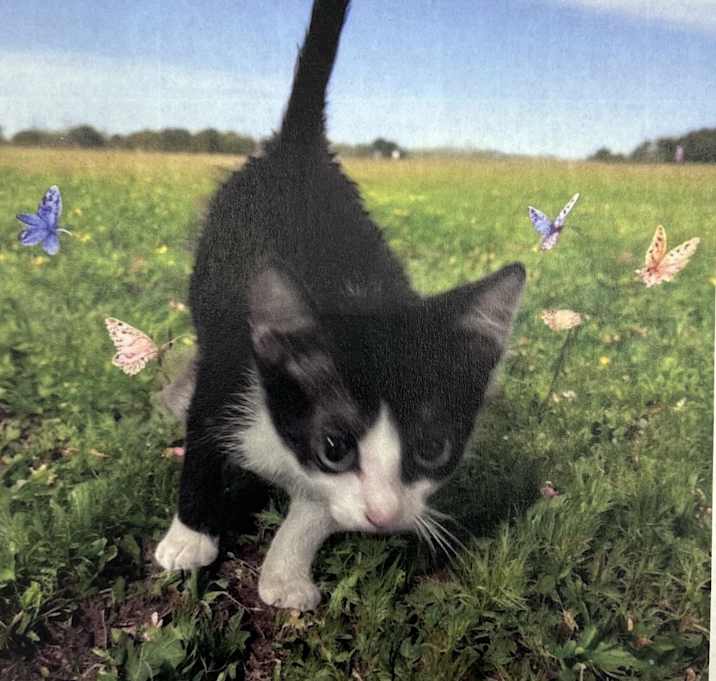 Photo of Speedy