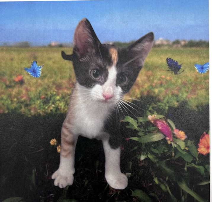 Photo of Pumpkin