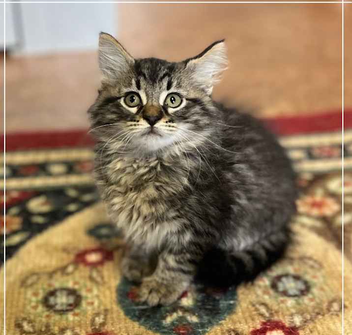 Photo of Chalupa
