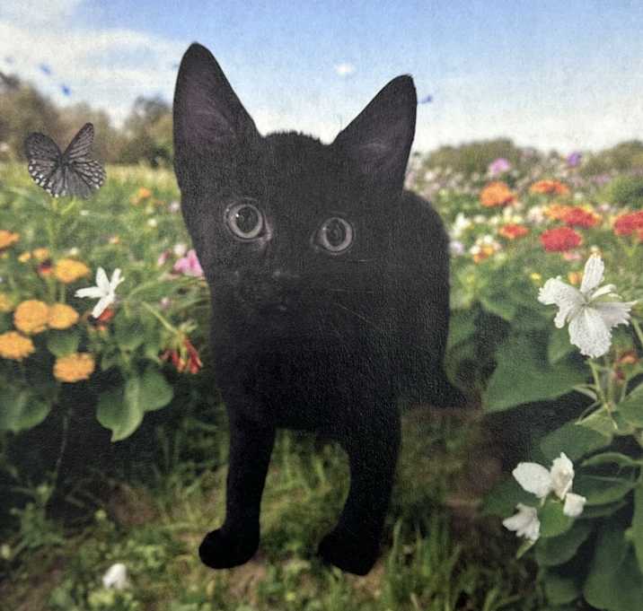 Photo of Midnight