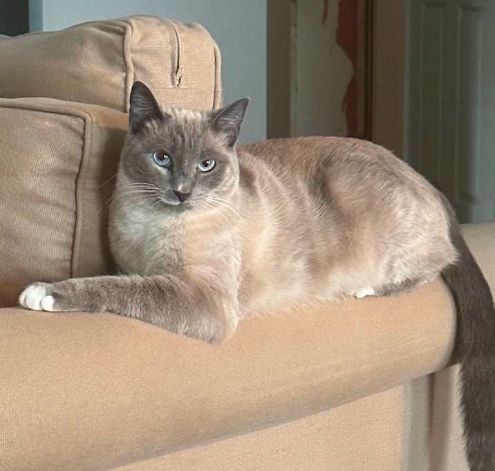 Photo of Willow (Farah)