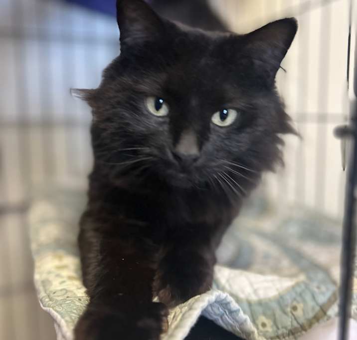 Photo of Binx