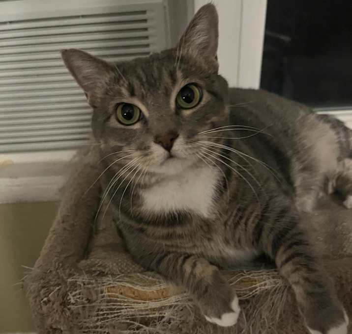Photo of Pearl