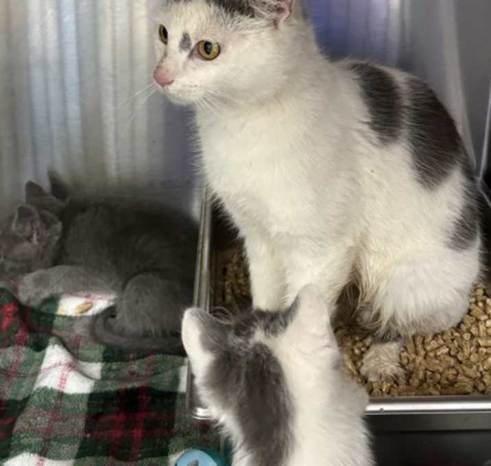 Photo of 21346-Feral
