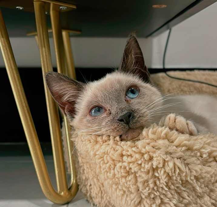 Photo of Henny