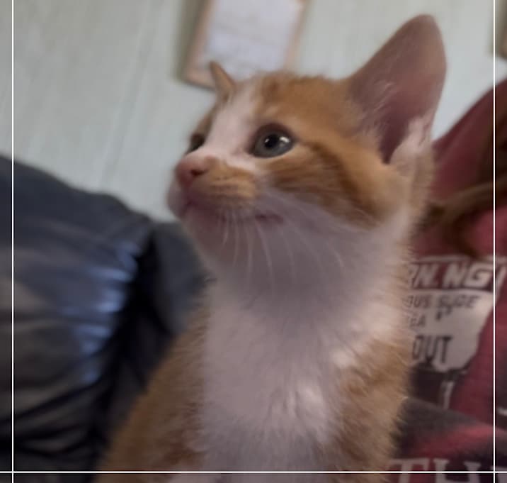 Photo of Toby