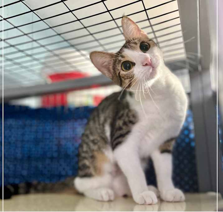 Photo of Taco