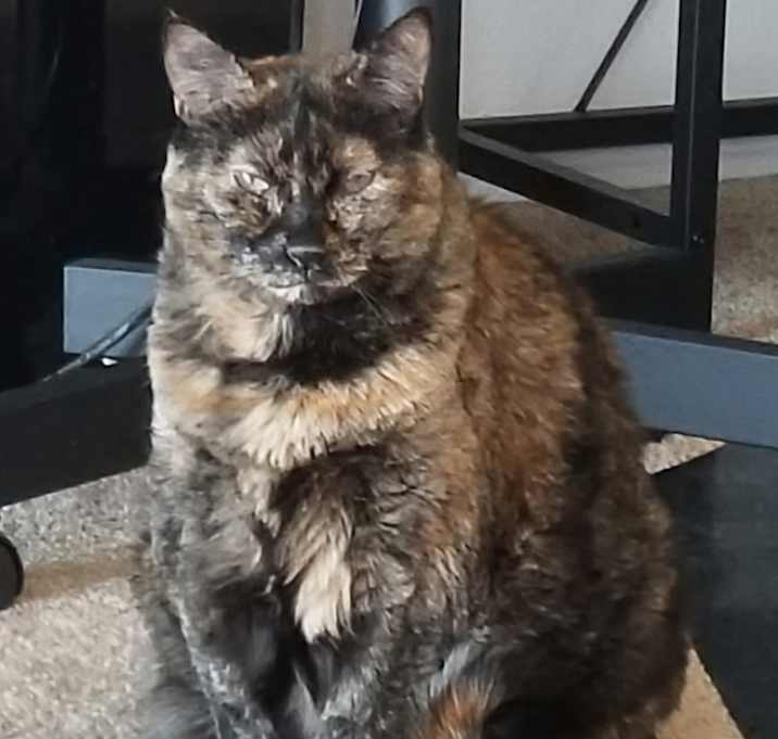 Photo of Spazzy