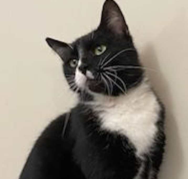 Photo of CHARLIE BOY
