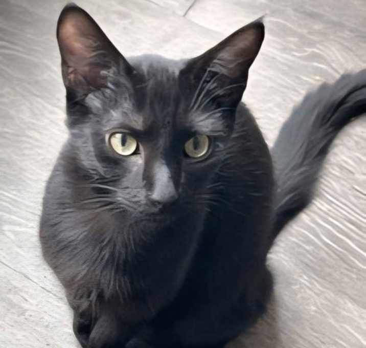 Photo of KITTEN SALEM