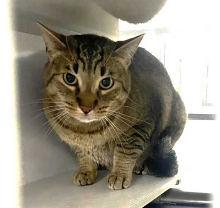 Photo of Tyson