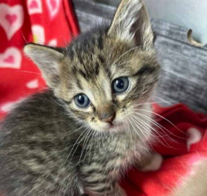 Photo of Scrappy