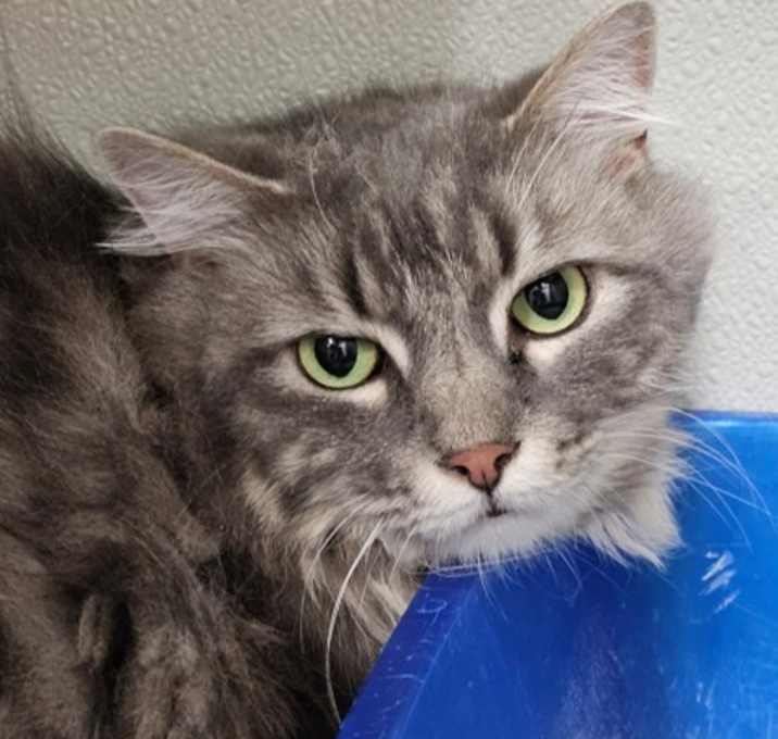 Photo of Peludo