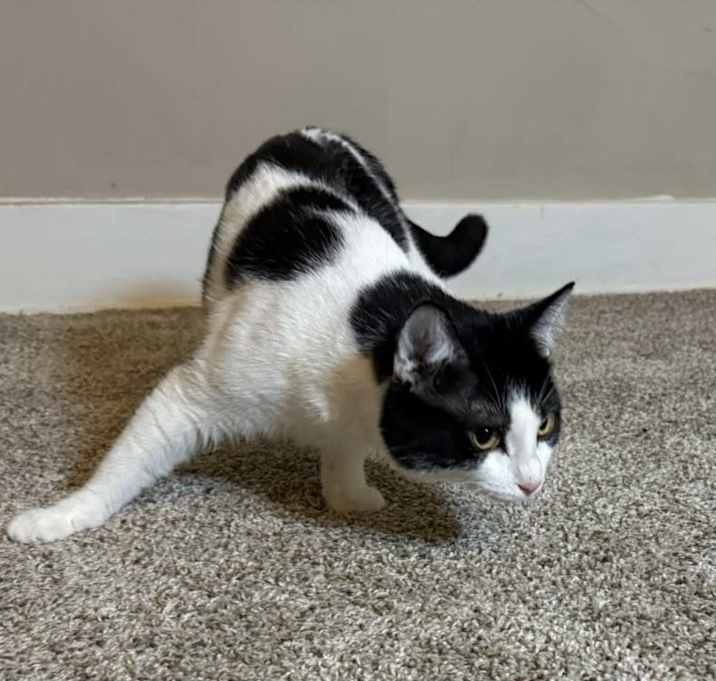 Photo of 4 CH Cats