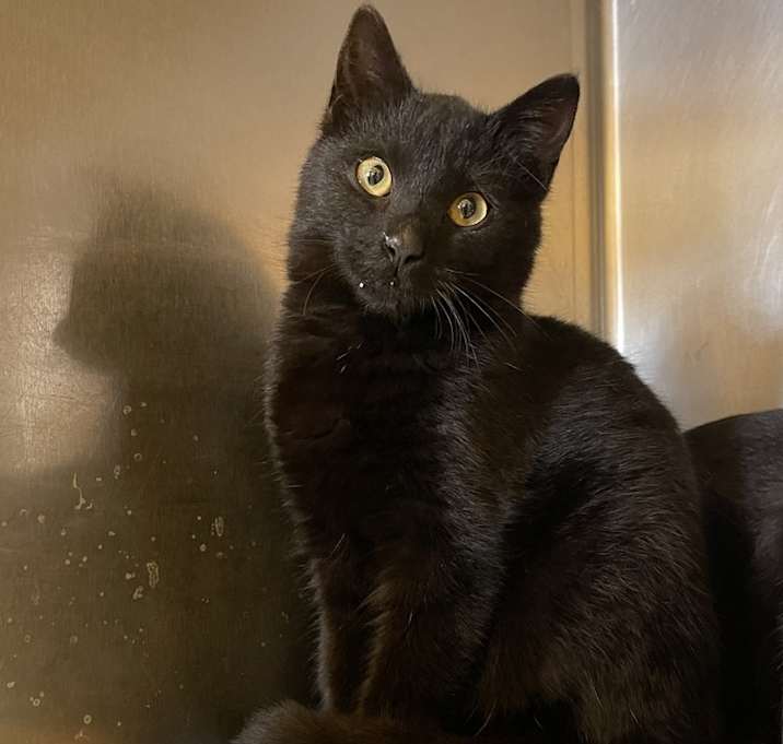 Photo of Raven 23C-0072