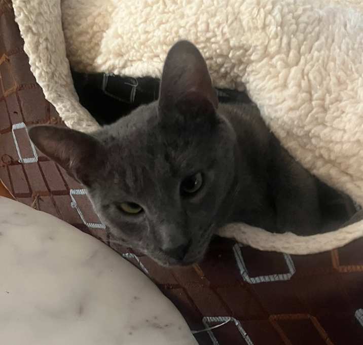 Photo of Grigio