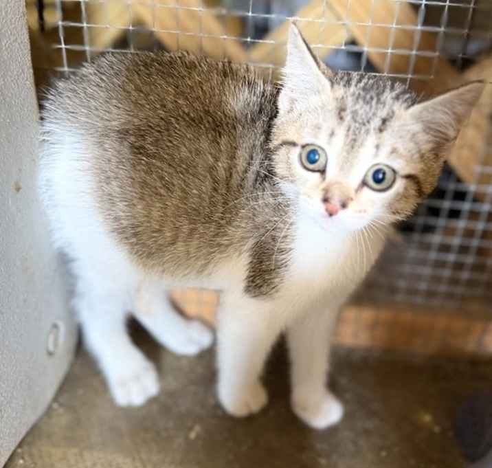 Photo of Coconut 23C-0089
