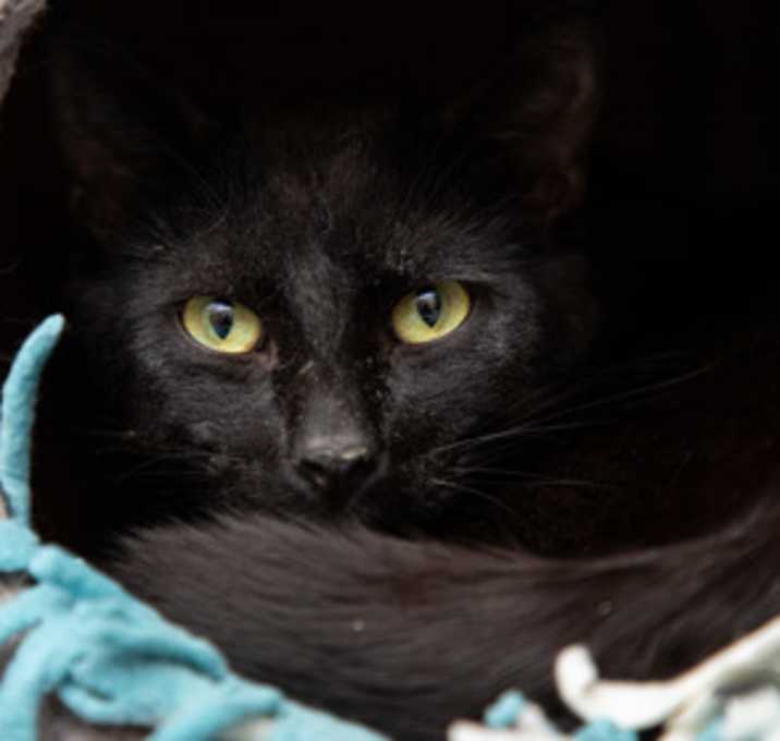 Photo of Shadow