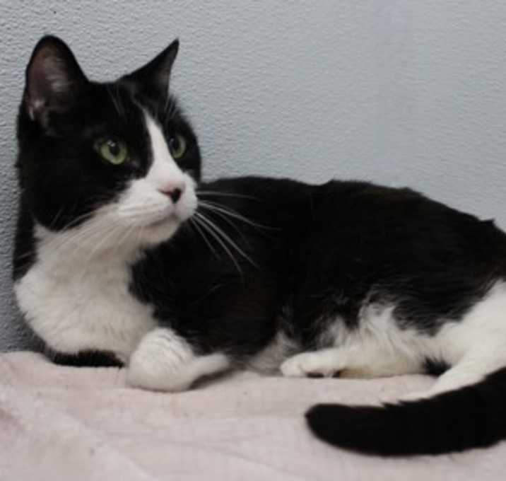 Photo of Mr. Kitty