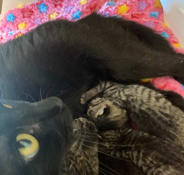 Photo of Monkey Kitten 1