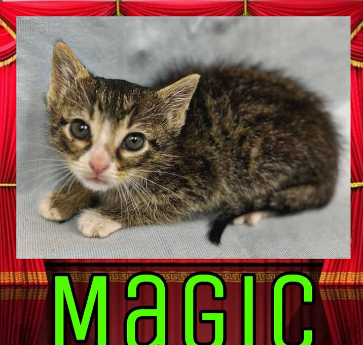 Photo of Magic