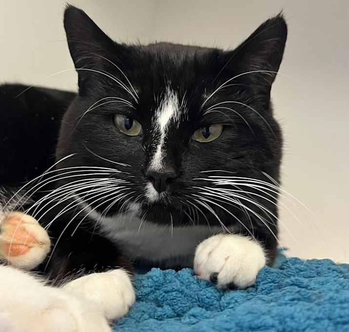 Photo of Fig