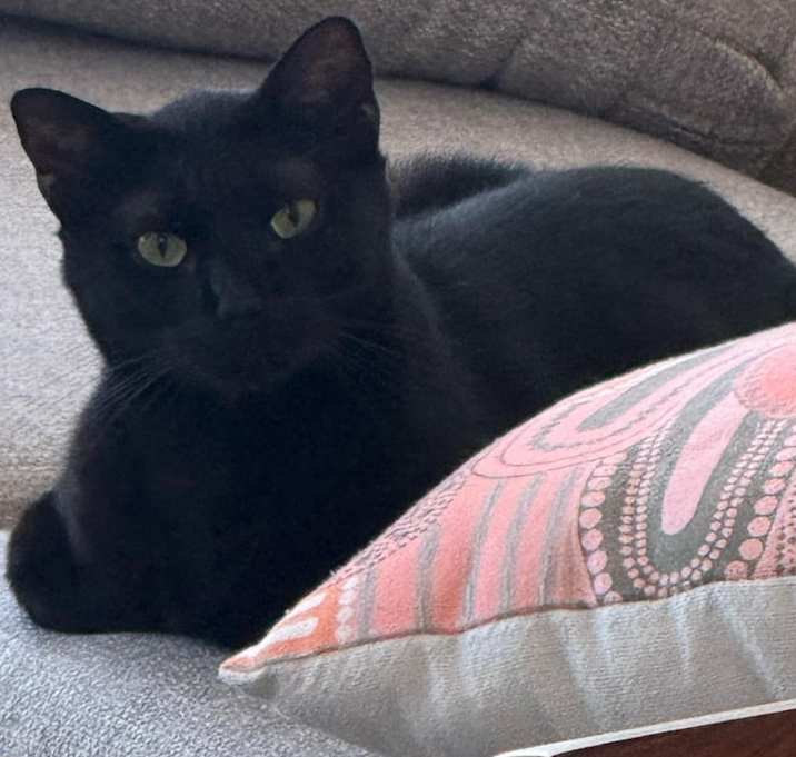 Photo of Angus