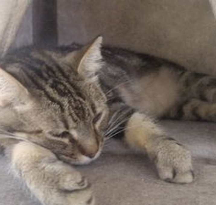 Photo of Buddy