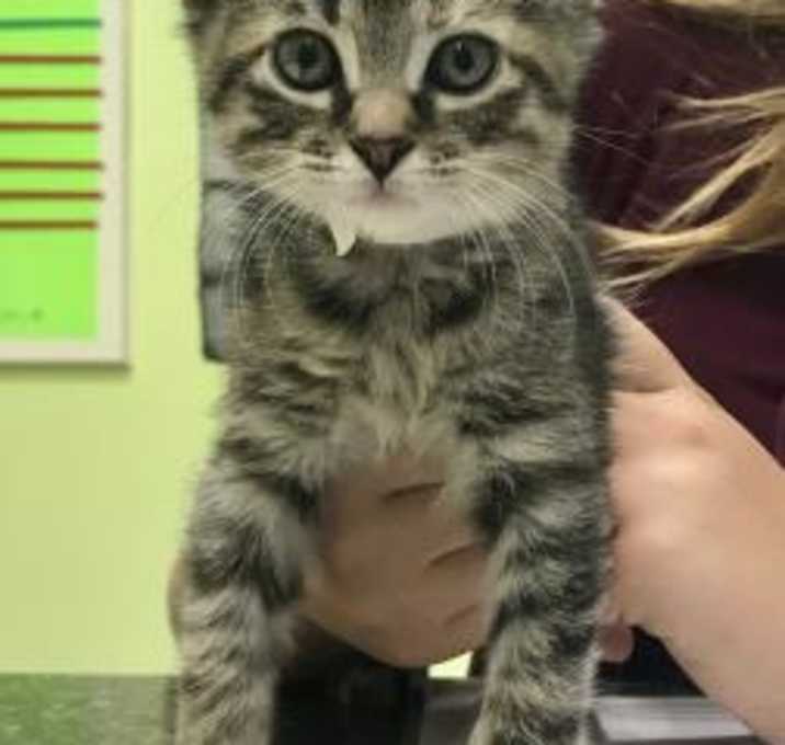 Photo of Primrose