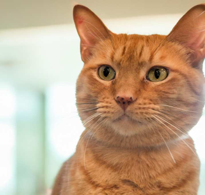 Photo of Tommy *SN*