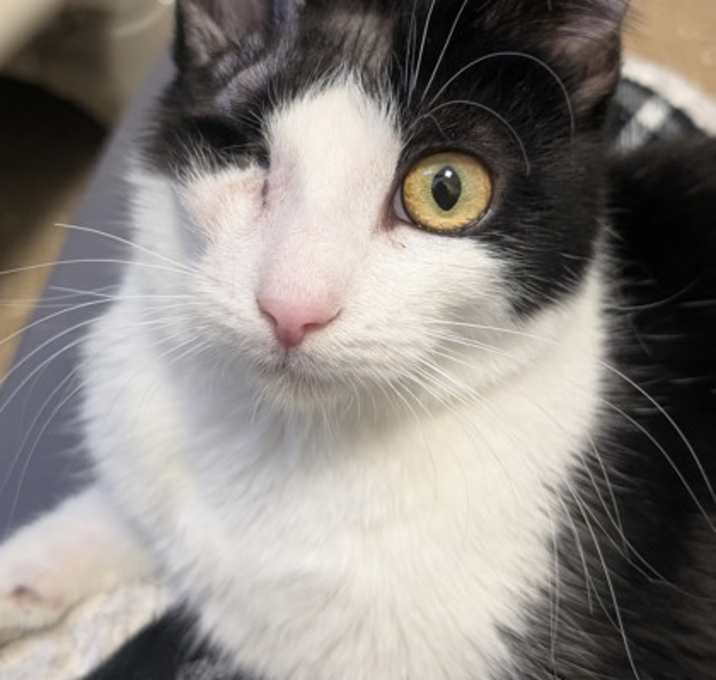 Photo of Cookie