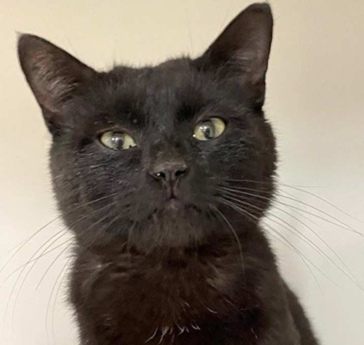 Photo of Romeo