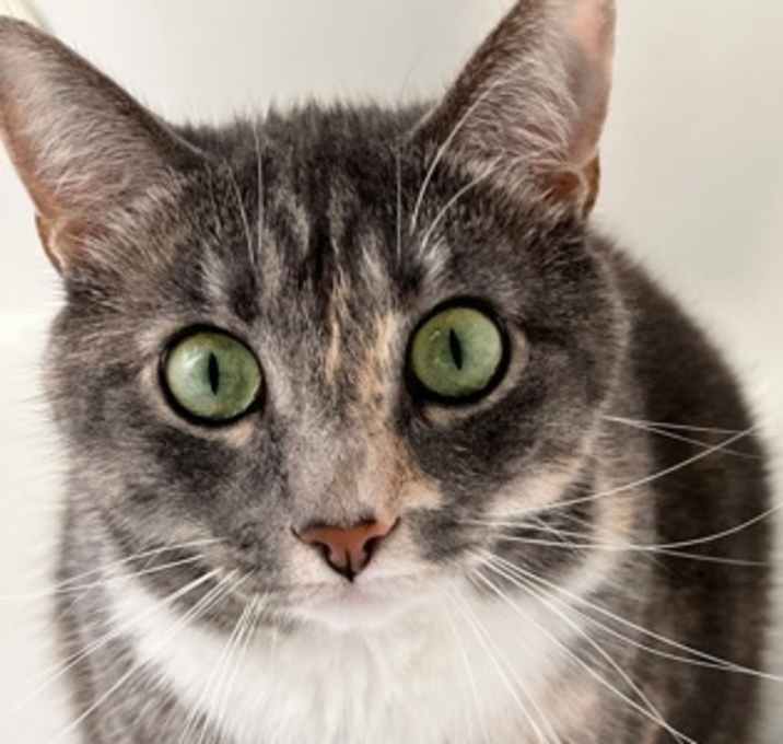 Photo of Caesar