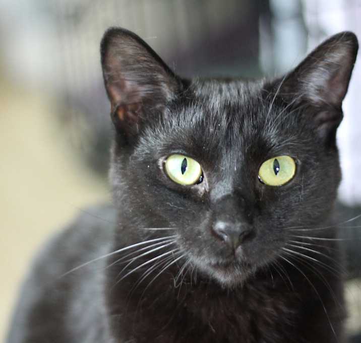 Photo of Guapo