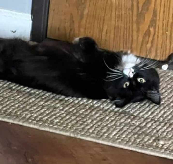 Photo of Cookie