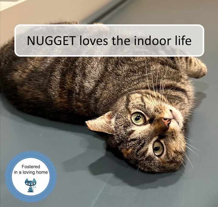 Photo of Nugget