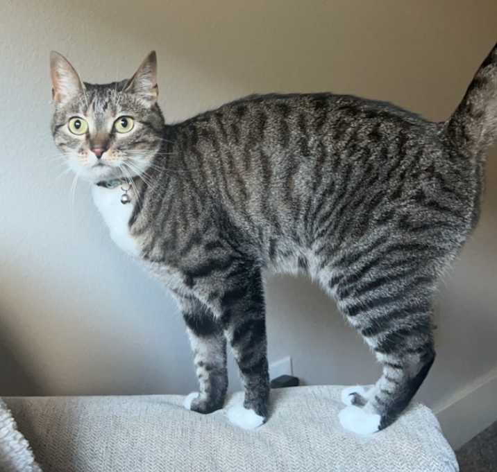 Photo of Sage