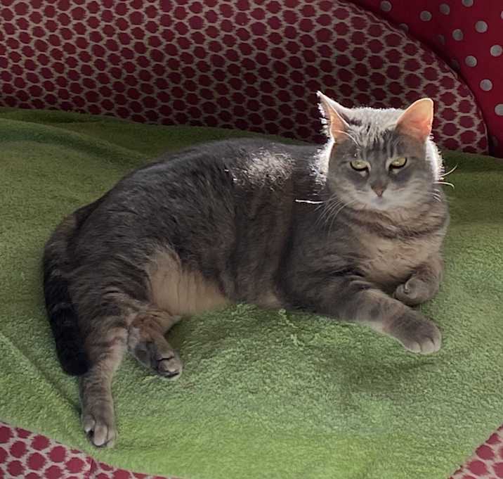 Photo of Mochi