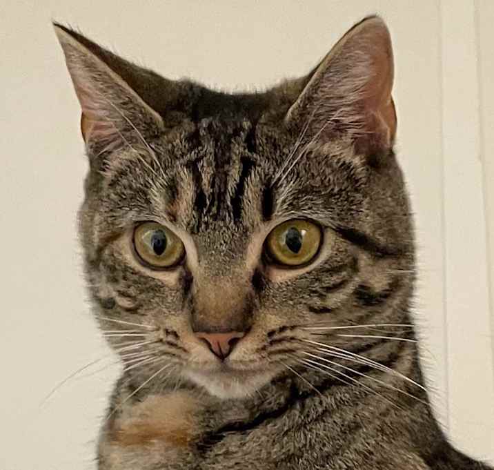 Photo of Chippy