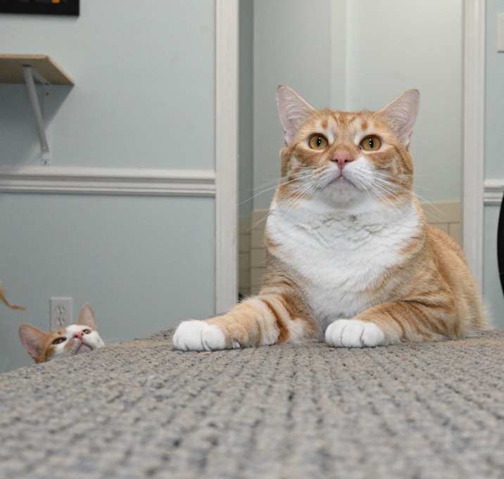 Photo of Buddy