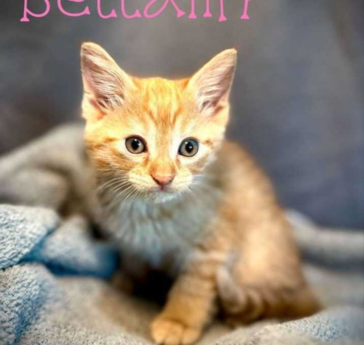 Photo of Bellamy